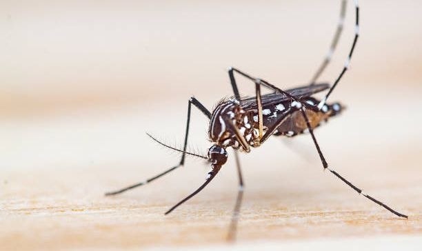 Complicated Malaria Guide