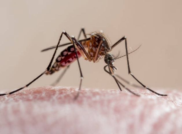 Complicated Malaria Guide